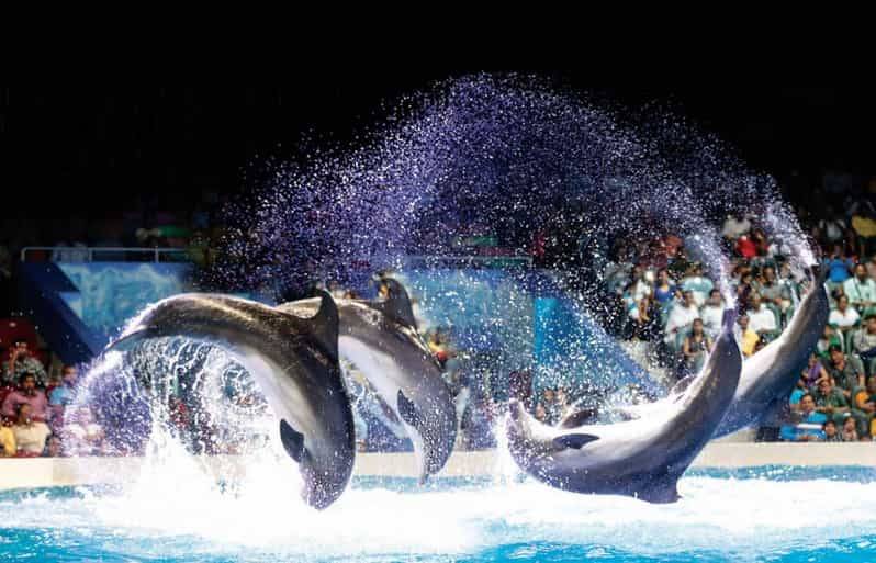 Dubai Dolphinarium 146